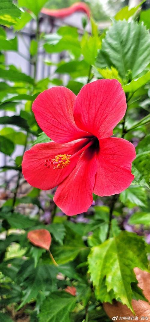 我想要一部一千元左右的拍照手机有什么建议???