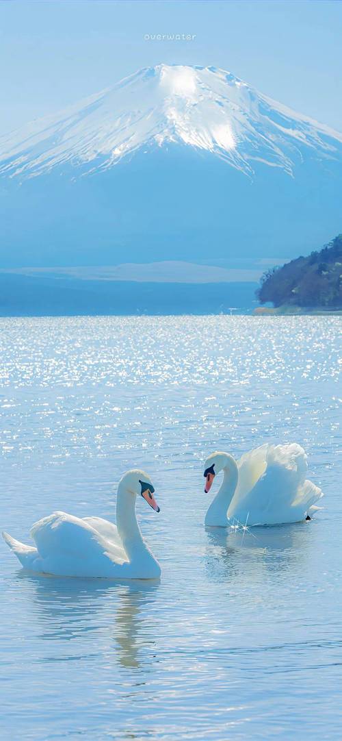 高级纯色背景图片白色图3