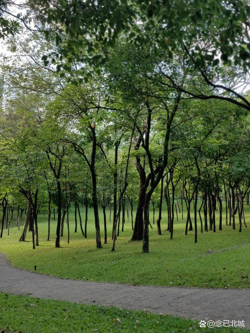 华为手机拍照怎么样拍效果最好