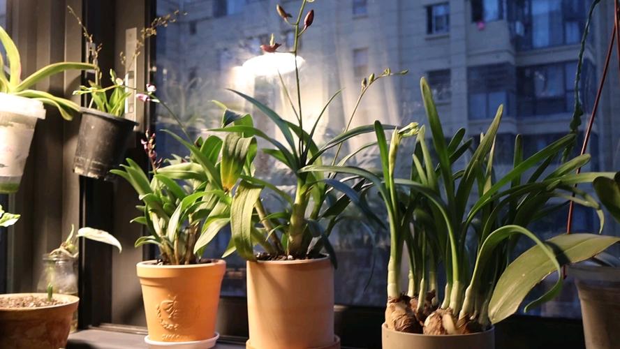 室内植物如何补光