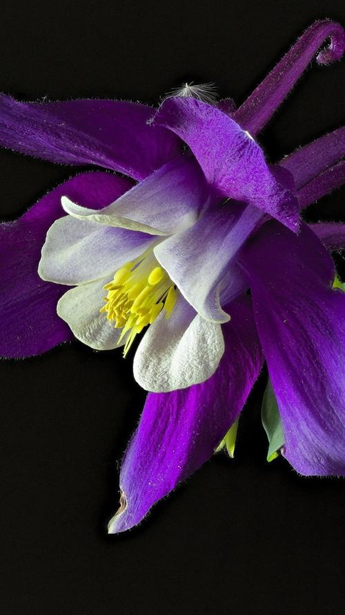 紫色拍照背景图片纯色高清图2