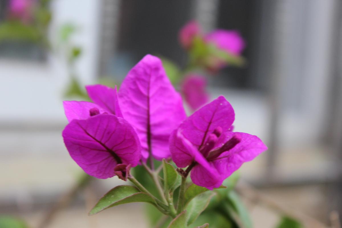 紫色拍照背景图片纯色高清图3