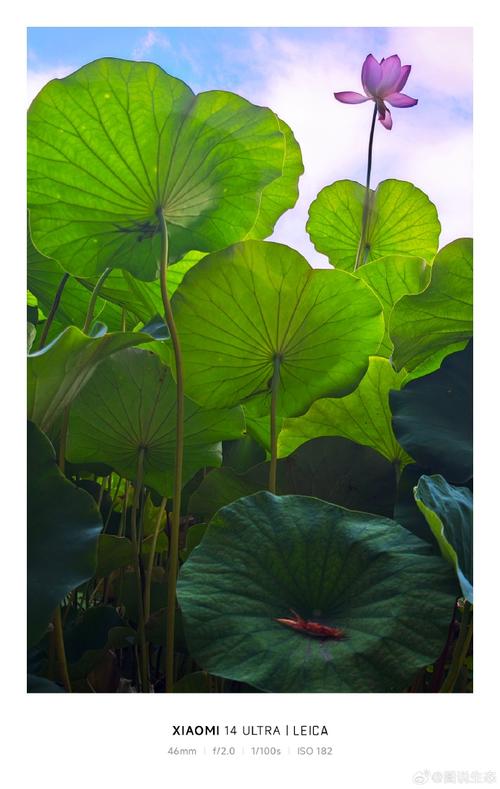 什么手机拍照片最好看又清晰