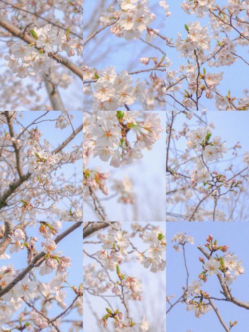 索尼a6000拍花技巧