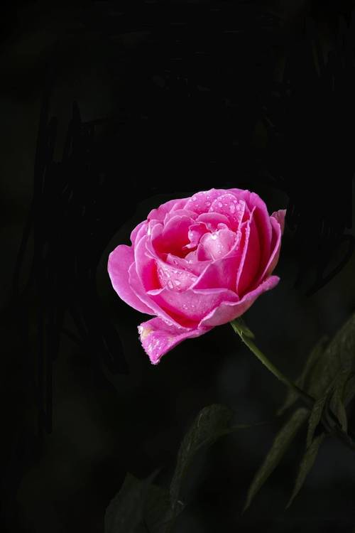 用手机拍摄花朵的技巧图2