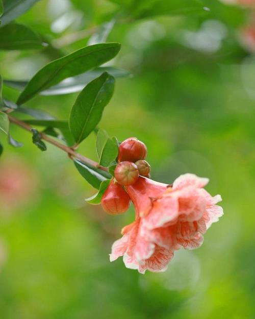 用手机拍摄花朵的技巧图3