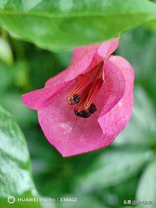 华为手机怎样拍花更美