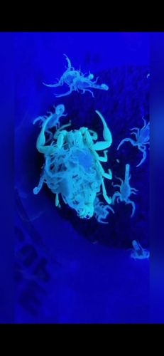 银诺蝎子灯怎么切换紫光