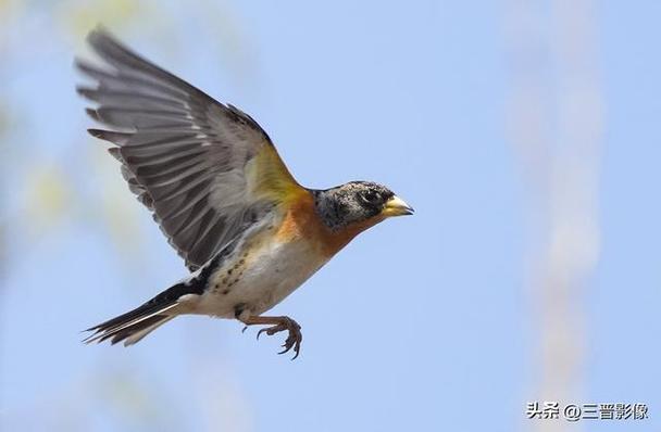 大疆数码相机和索尼哪个好图1