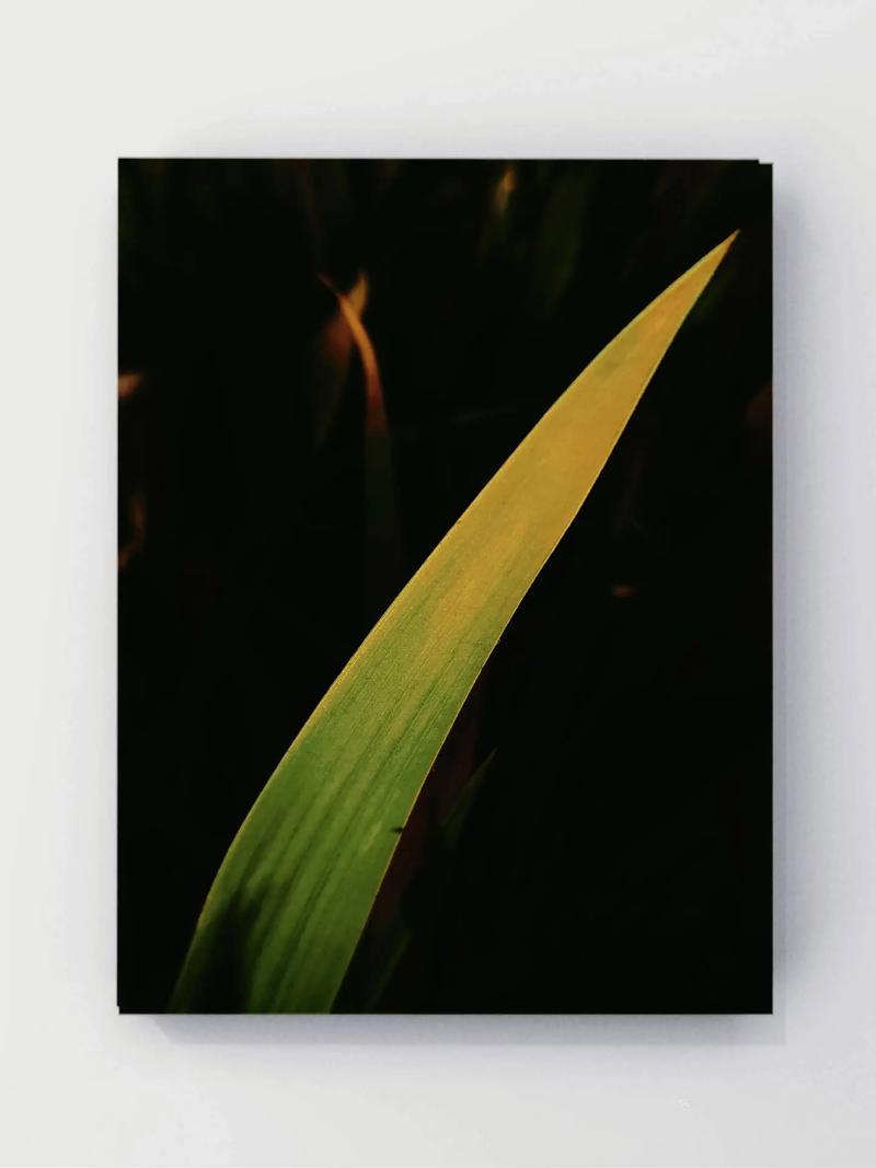 紫色光图片拍照图3