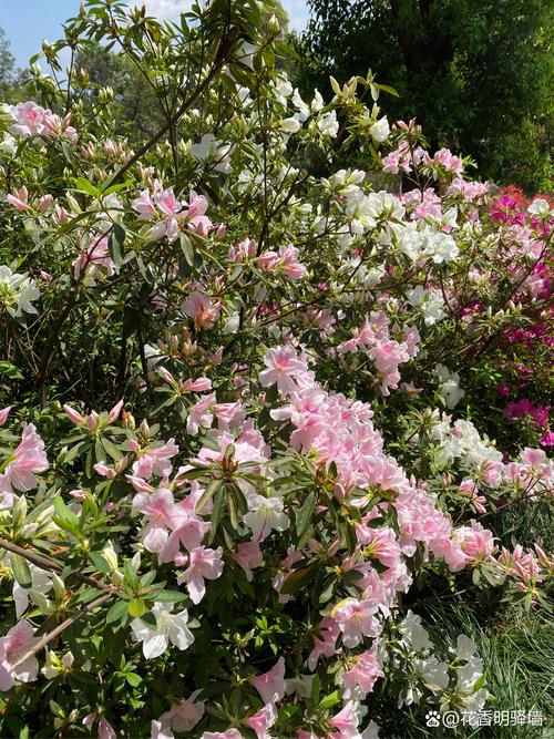 女神节出游攻略,快与春天来一场美丽的邂逅