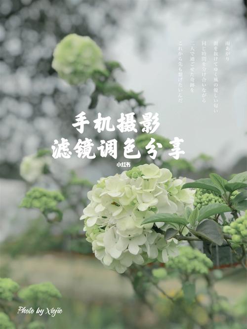 手机拍照点数软件图1