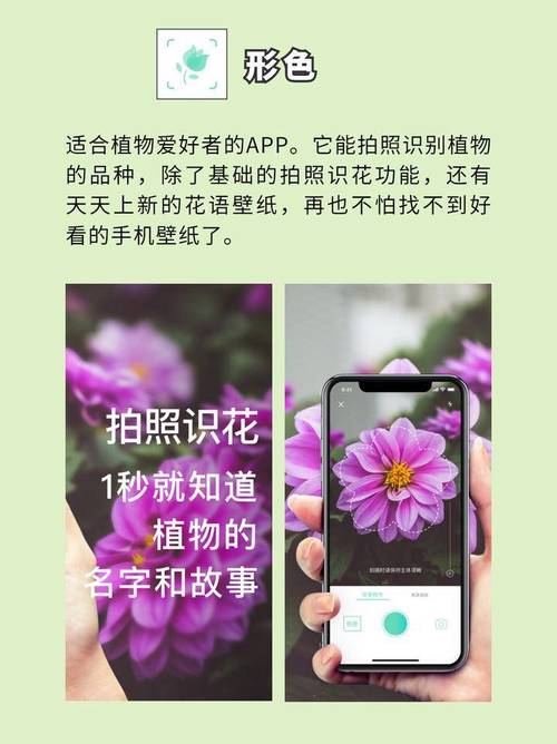 专门拍花的软件图2