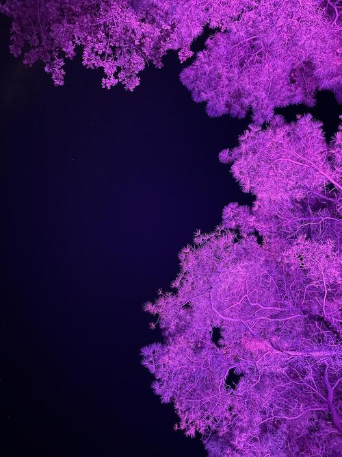 紫色灯光照片怎么拍图3