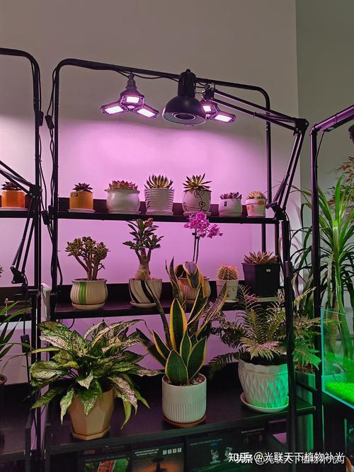 室内养花用什么灯补光最好