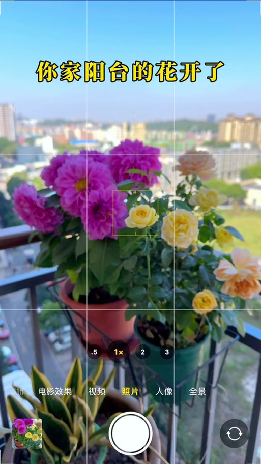 用手机拍摄花朵怎么拍图1