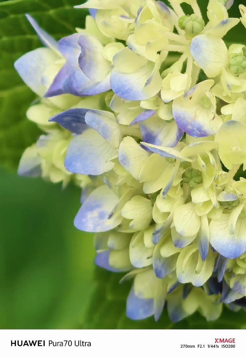 用手机拍摄花朵怎么拍图2