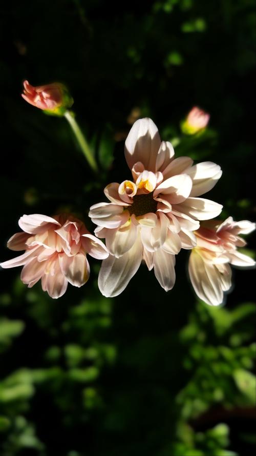 手机专业模式拍花朵参数