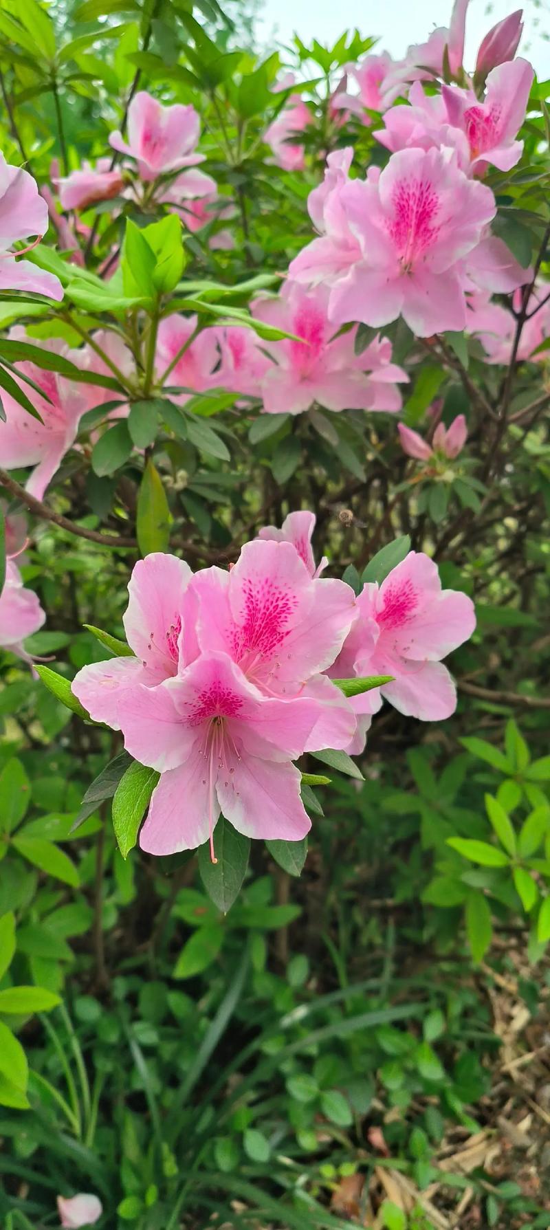 手机怎么拍花好看