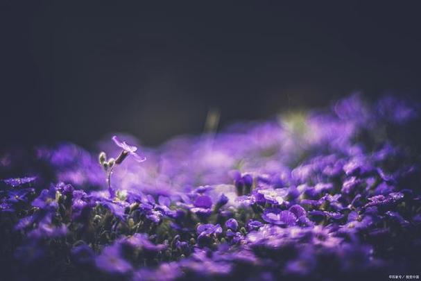 紫色拍照背景图片高清图1