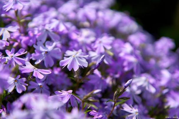 紫色颜色有哪些图片