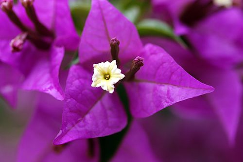 紫色都有哪些图片大全