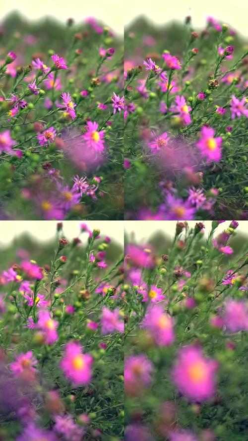 哪个拍照软件拍出来效果比较好看涛涛