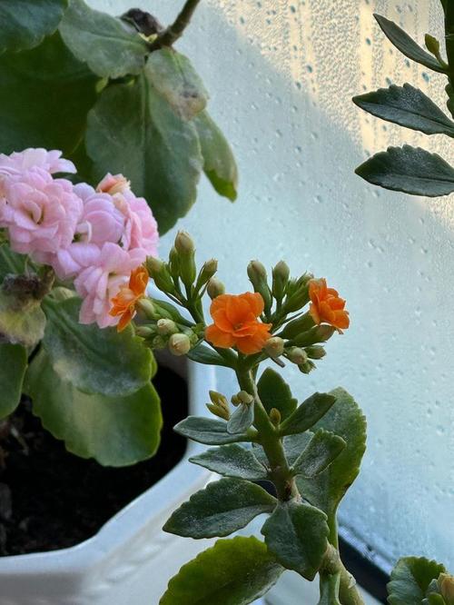 手机拍摄花朵的技巧图1