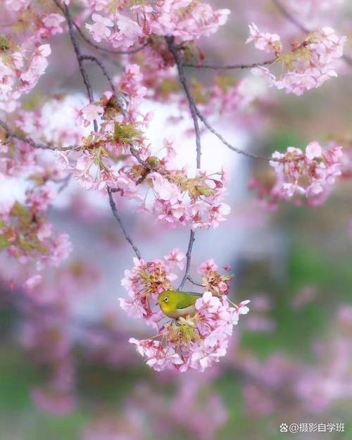 手机拍摄花朵的技巧图2