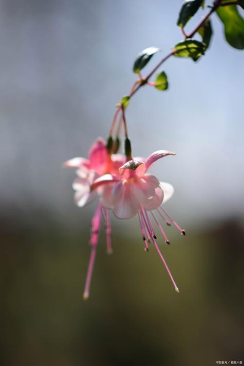 手机拍摄花朵的技巧图3