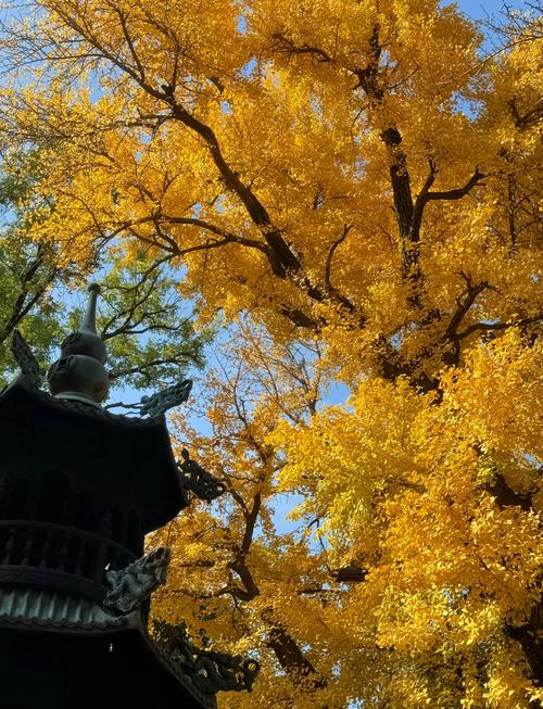 秋天拍照姿势大全图片高清图3