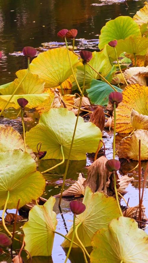 目前最强拍照手机图1