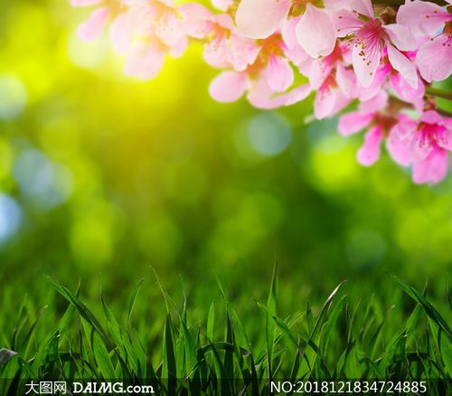 拍照背景图片素材模糊无水印图1