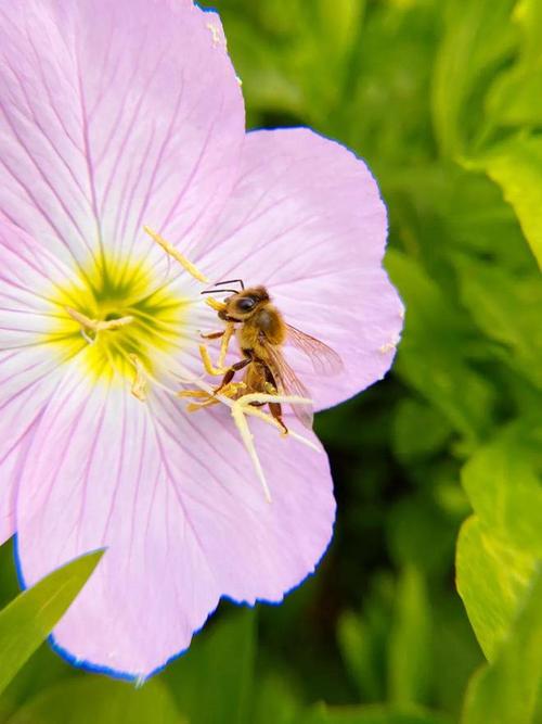 拍照拍视频手机哪个品牌好图3