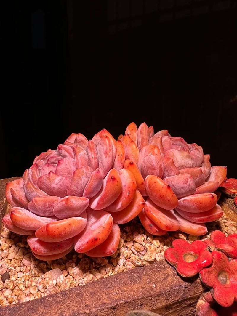 多肉养得丑怎么办?别担心,会拍照就行!