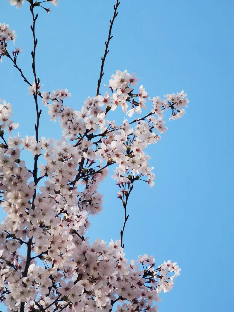 拍视频最清晰的手机是哪一款