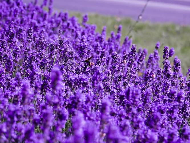 ps如何调出中性淡紫色调图_调出好看的中性淡紫色调照片