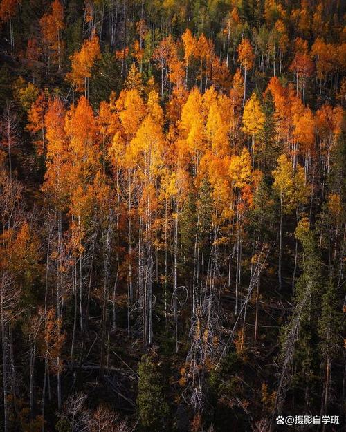 哪一个比较好看