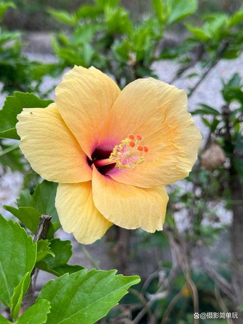 手机拍摄花草图2