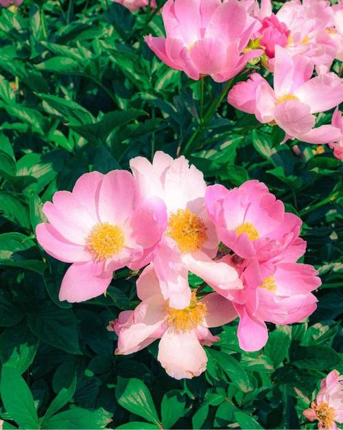 手机拍摄花草图3