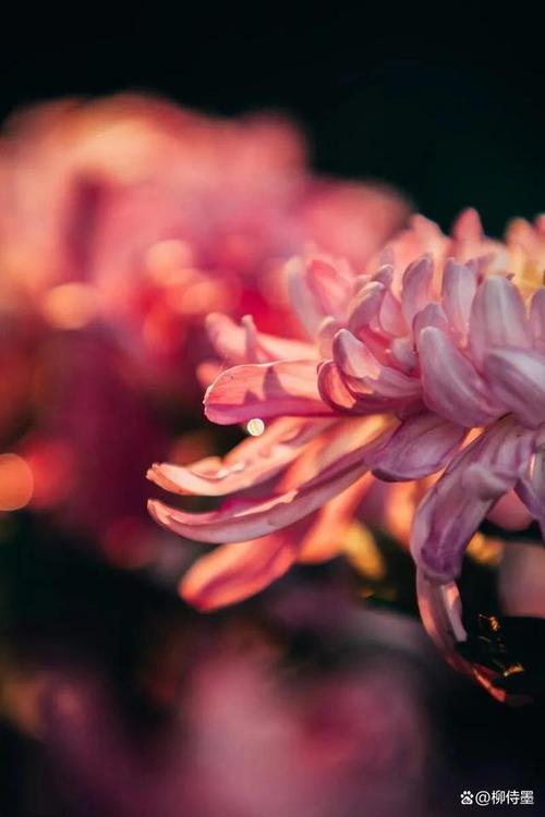 手机上如何进行拍照识别花草