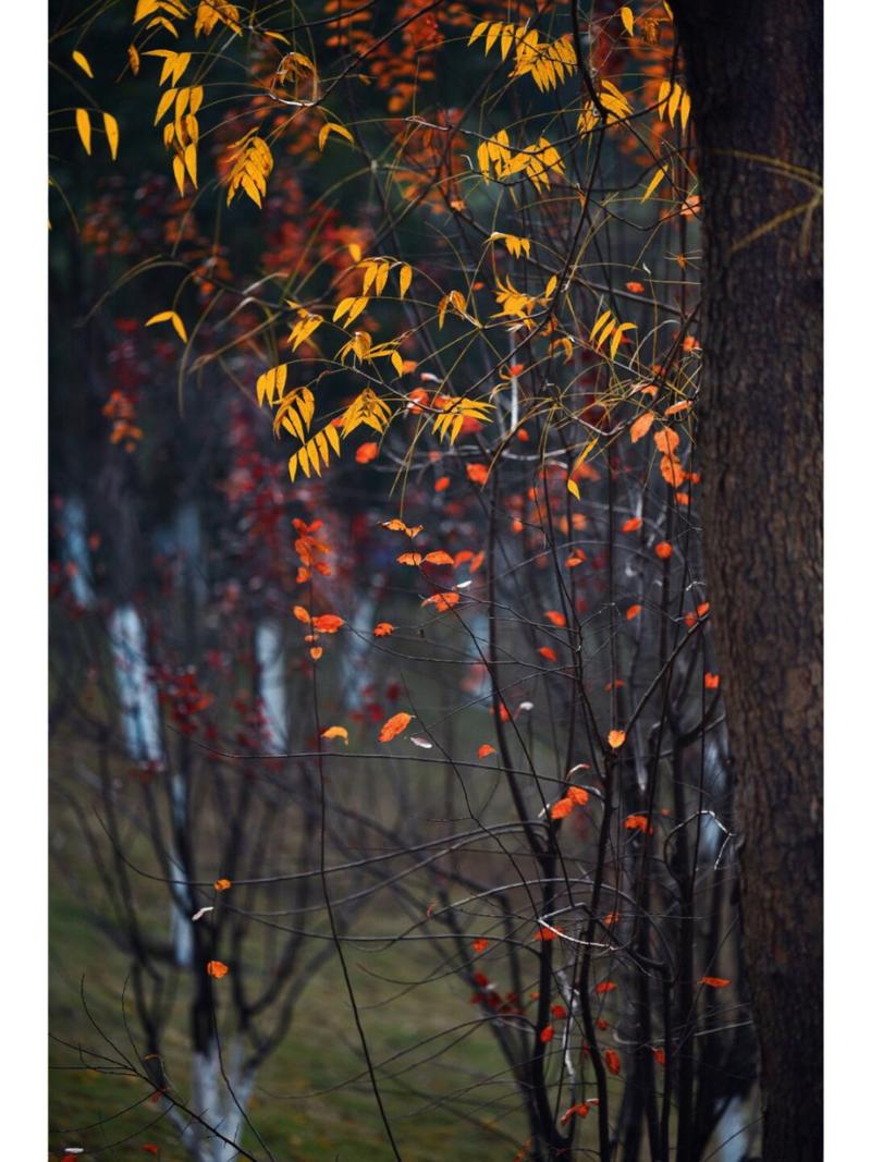 手机拍摄相片做到这几点才更好看