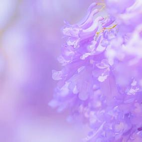 紫色陪什么色好看图片