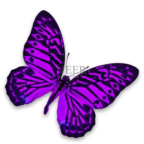 紫色颜色有哪些图片