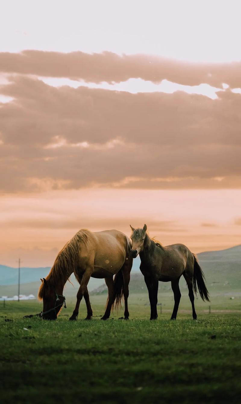 摄影机怎么拍摄草原
