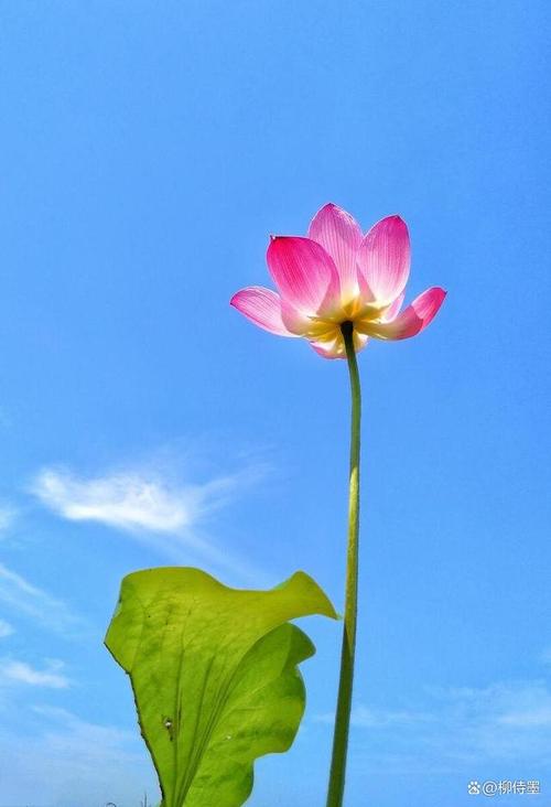 拍照效果最好的手机排行