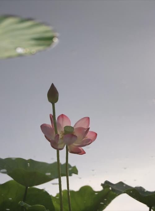 手机怎么把图片底色变透明?