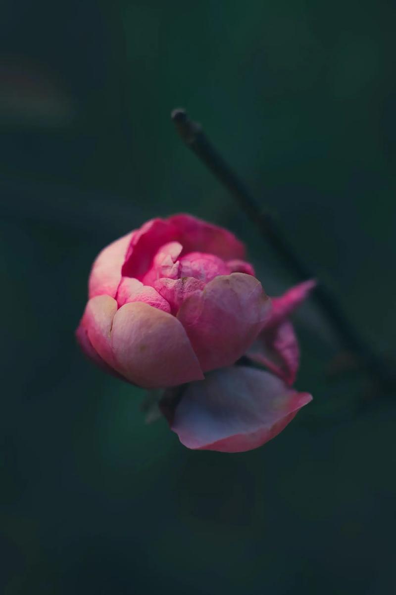 手机拍摄花卉技巧