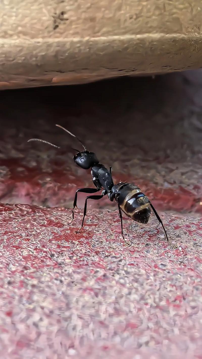 华为手机拍微距技巧