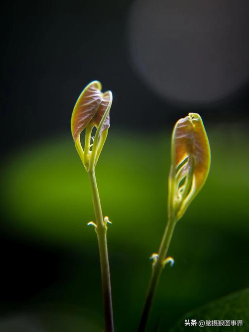 手机摄影虚化拍摄技巧视频